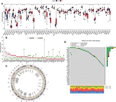 Ferroptosis-related gene signature predicts prognosis in kidney renal papillary cell carcinoma